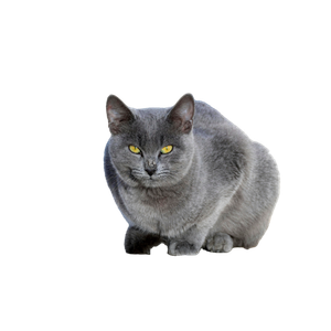 A Grey Cat With Striking Yellow Eyes Sitting On A Stone Ledge In Tunisia. 17867 - Cat PNG image with transparent background